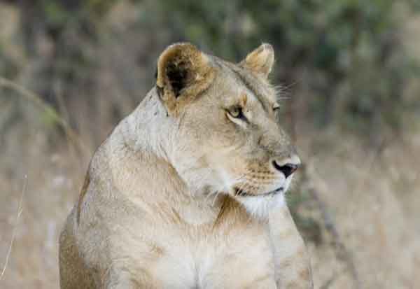 02 - Kenia - Leona - reserva nacional de Masai Mara